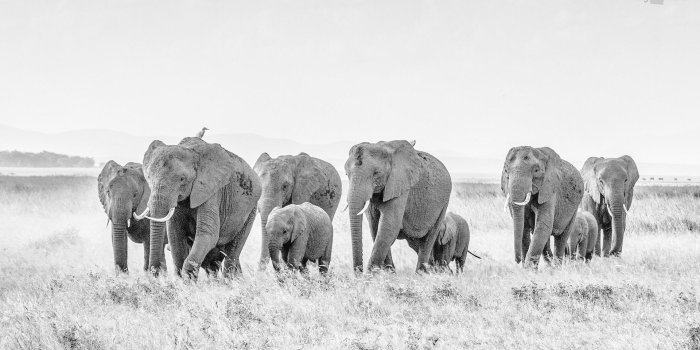 1920x1080 Elephant Desktop Wallpaper , (39+) Pictures