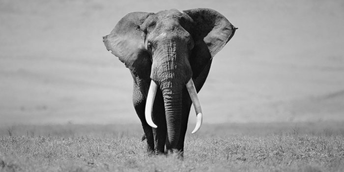 1600x900 black and white animal photo | Black and white elephant wallpaper