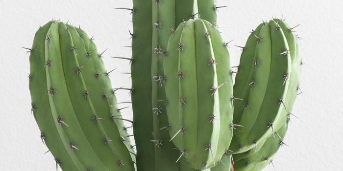 1000x1500 20+ Best Free Cactus Pictures on Unsplash