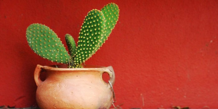 1920x1285 Cute Cactus Desktop Wallpaper 62086 1920x1285px