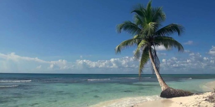 1280x720 Relaxing 3 Hour Video of A Tropical Beach with Blue Sky White Sand and Palm  Tree