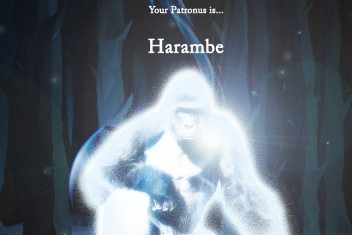1200x800 Harambe is not an official Patronus - Polygon
