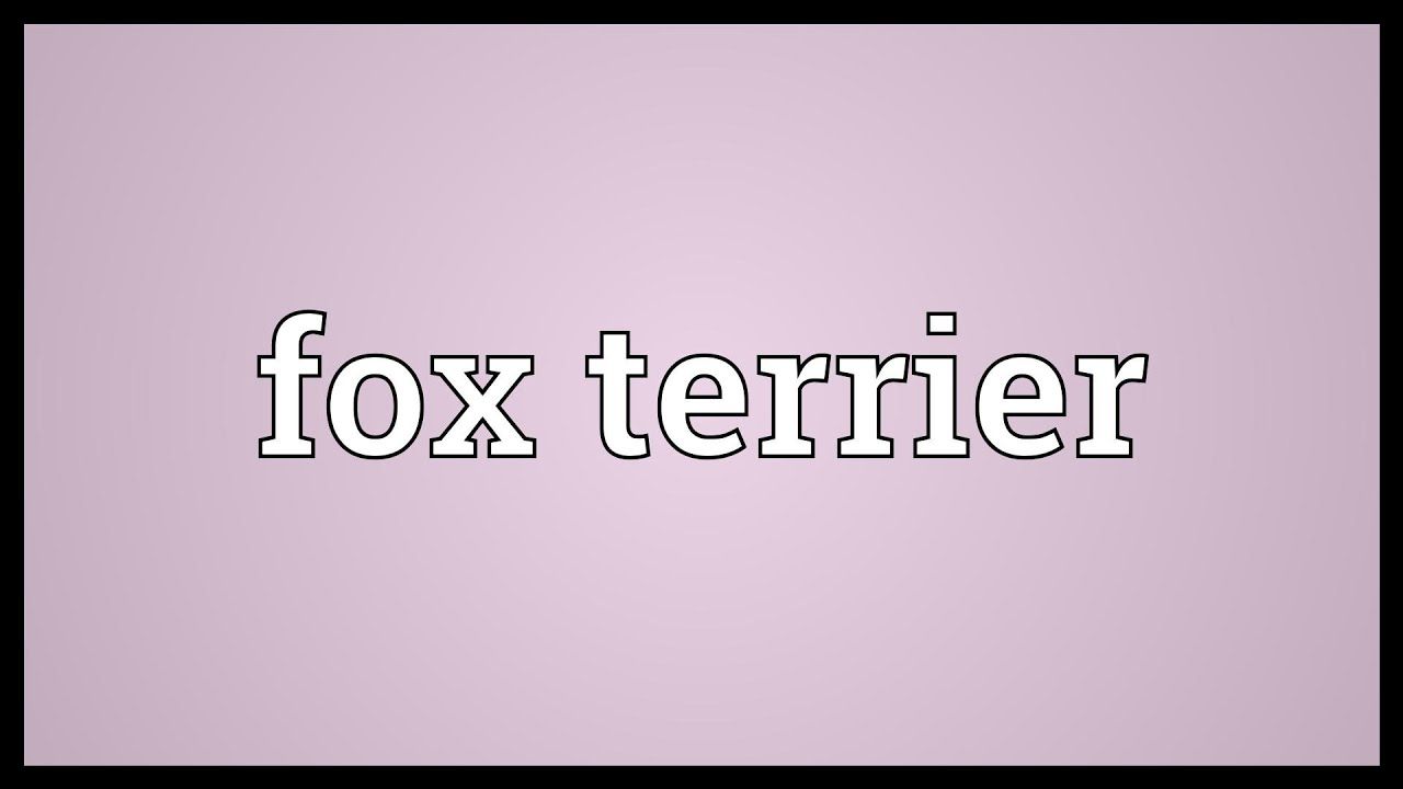1920x1080 Fox terrier Meaning