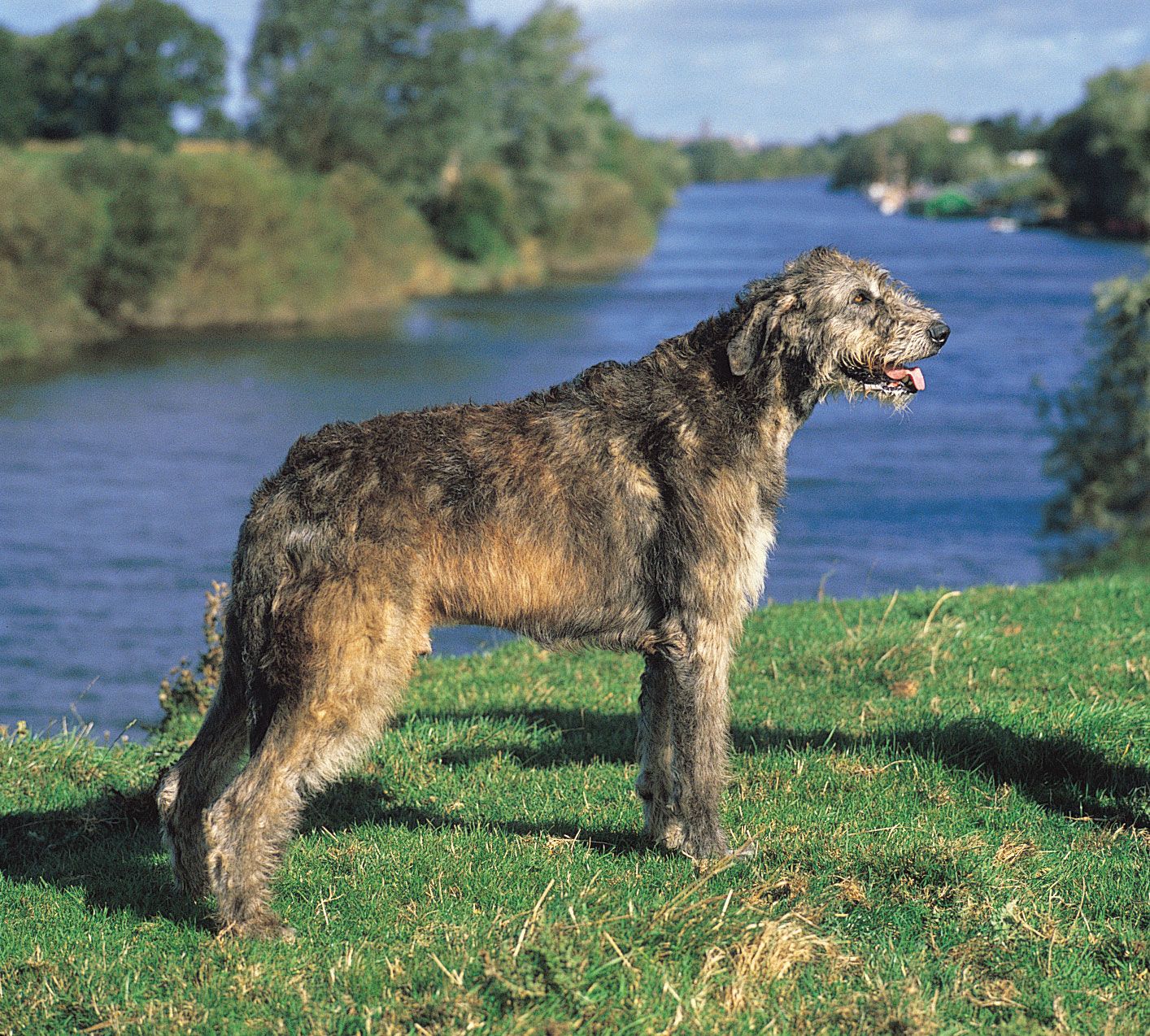 1414x1274 Best 31+ Irish Wolfhound Wallpaper on HipWallpaper | Irish Wolfhound