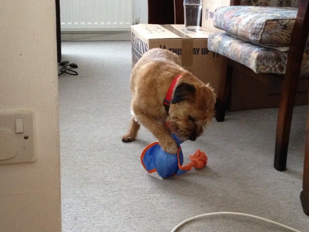 1024x768 Border Terrier Personality Traits | Living With A Border Terrier