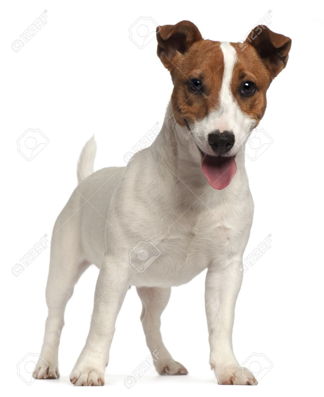 1062x1300 Stock Photo | jack russels | Russell terrier, Jack russell dogs, Terrier