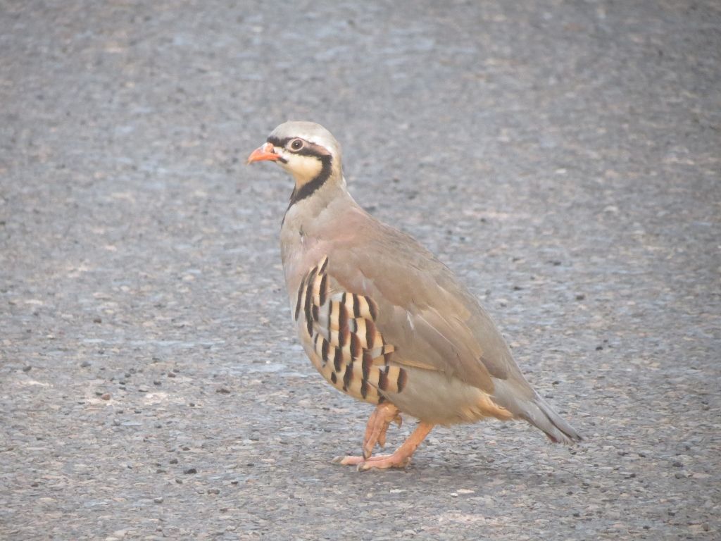 1024x768 Patronus how to get a mink