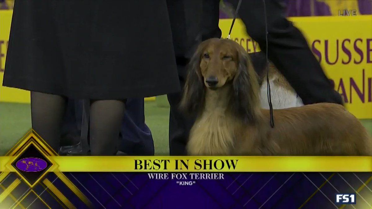 1200x675 wienerdogsrule hashtag on Twitter