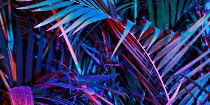 736x1104 Neon Plants Pink Neon Wallpaper, Cool Wallpapers Neon, - Neon