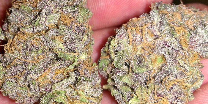 1490x2644 Weed Blunt Wallpapers - Top Free Weed Blunt Backgrounds