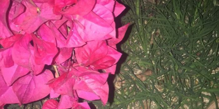 720x1280 Trill Wallpaper - Pink Trill Wallpaper Hd, Hd Wallpapers