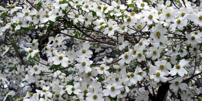 2048x1152 Dogwood, White, Flower, Garden, Branches, High, Definition