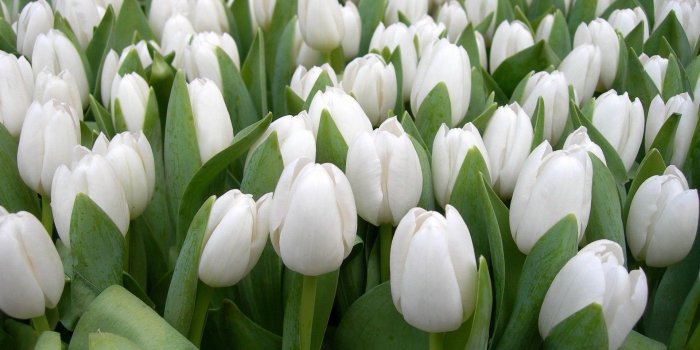 1920x1080 64+ Beautiful Garden Wallpapers on WallpaperPlay