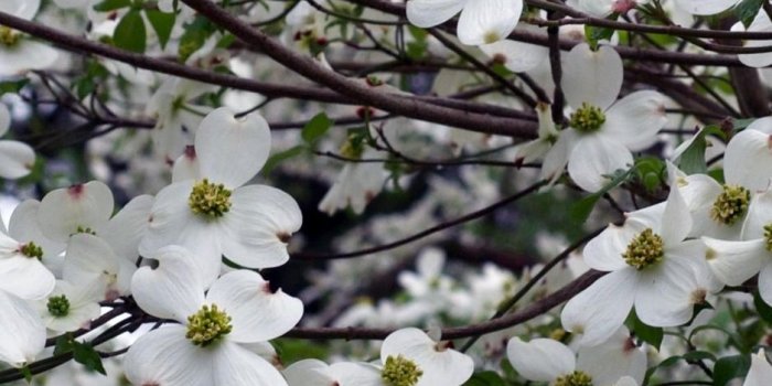 938x1668 Download wallpaper 938x1668 dogwood, white, flower, garden, branches