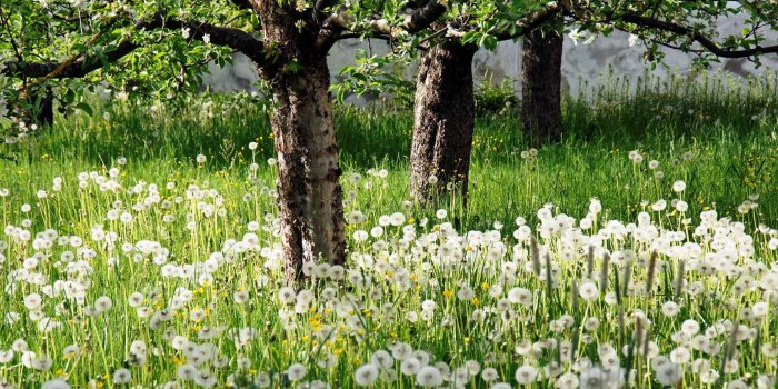 1680x1050 White Flower Garden And Trees Wallpapers - 1680x1050 - 1249226
