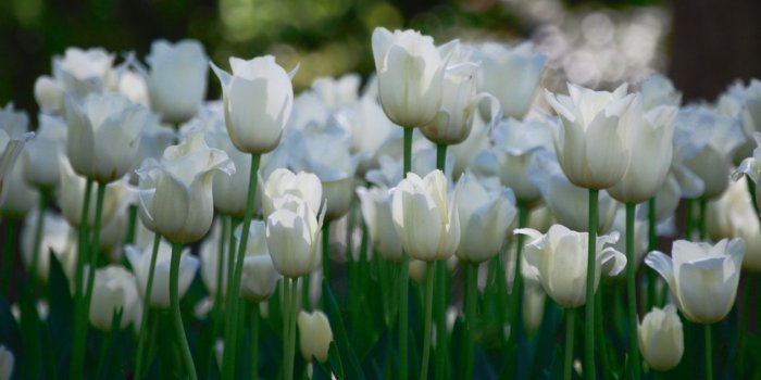 1680x1050 White Tulips Flower Garden Wallpapers - 1680x1050 - 375659