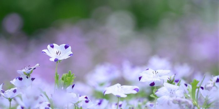 1440x900 Download 1440x900 White Flowers, Blurred, Garden Wallpapers for