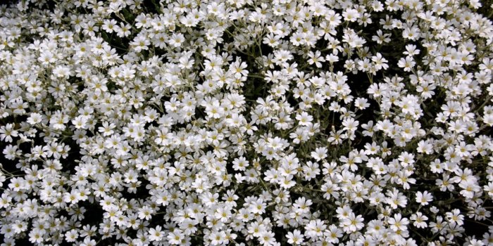 1413x900 Flora Flowers White Garden Wallpaper | Wallpapers Quality