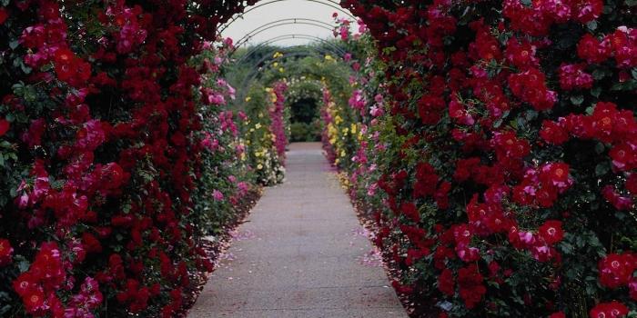 1800x1200 Rose Flower Garden Wallpapers