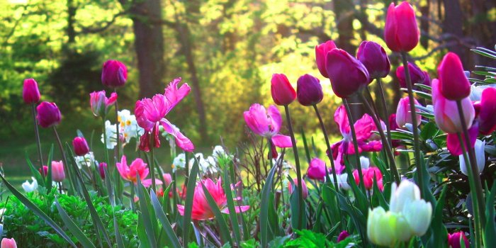 1920x1080 Flower Garden Wallpapers Best Spring Flowers Wallpaper Desktop Ideas
