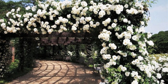 1920x1200 Rose Garden HD Wallpaper | Background Image | 1920x1200 | ID:899970