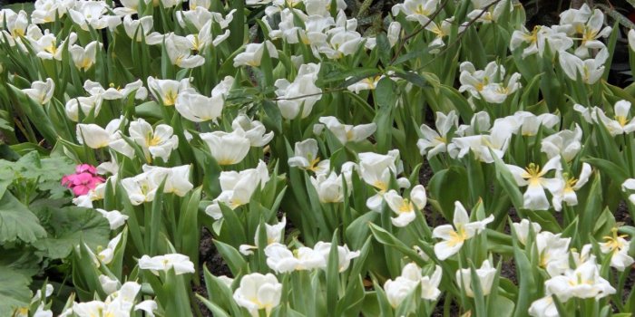 1280x1920 White flower garden view,wallpaper,background,white flower garden