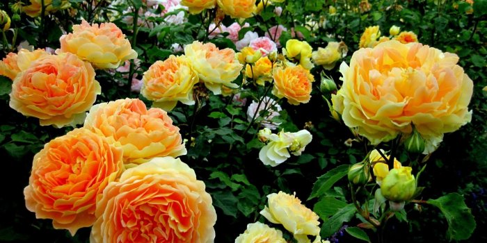 2483x1552 wallpaper.wiki-White-rose-flower-garden-wallpaper-hd-PIC ..