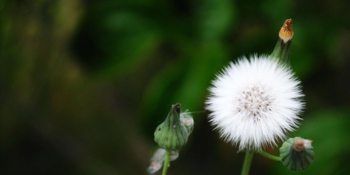 3378x2261 3093855 beautiful, beautiful flowers, flower, flower bud, flowers