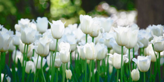 2560x1600 The dog in the tulip garden wallpaper