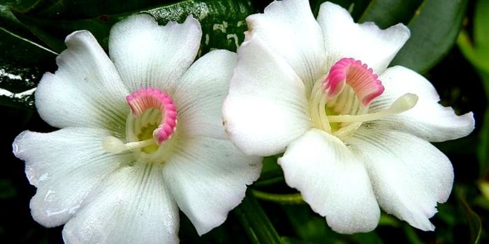 1314x858 Amazing White Flower Wallpaper | Wallpapers Master