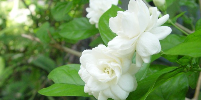 1920x1080 Lovely-Jasmine-Flower-Wallpapers-HD-image | Wallpapers | Flower