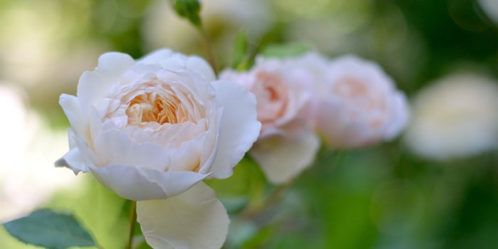 1920x1080 Wallpaper White rose flowers, garden 1920x1200 HD Picture, Image
