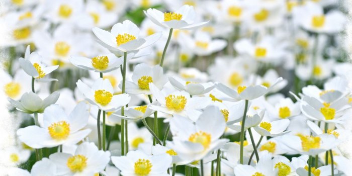 1920x1200 61+ Bright Flower Wallpapers on WallpaperPlay