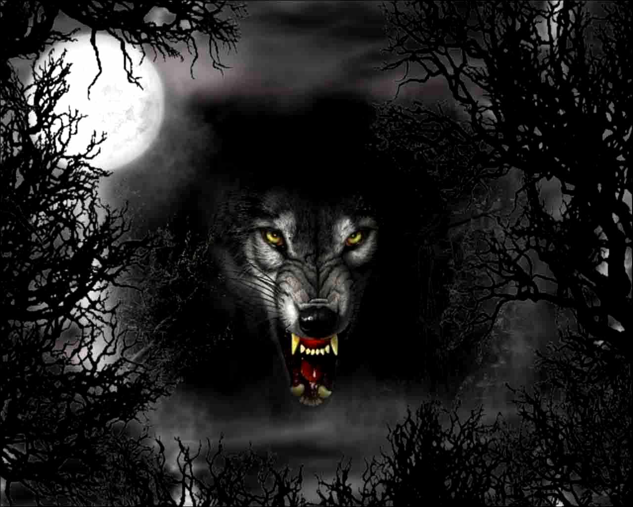 1280x1024 Black Wolf Wallpaper (30 + Background Pictures)