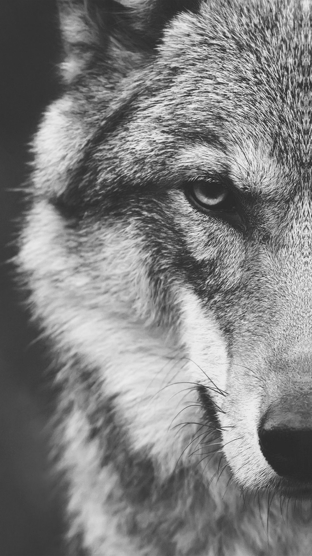 1080x1920 Animal / Wolf (1080x1920) Mobile Wallpaper | Animals | Wolf