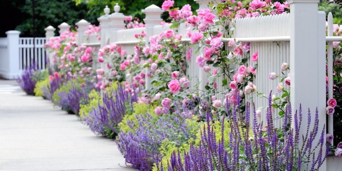 1332x850 Wallpaper white, summer, flowers, the fence, roses, spring, fence
