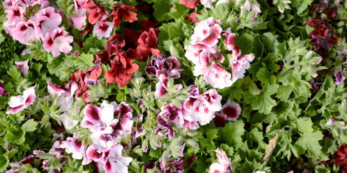 3840x2562 3097215 background, floral, flowers, garden, gardening, geranium