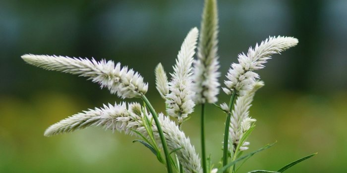 1920x1200 Nature flower garden wild white green hd wallpaper wallpaper