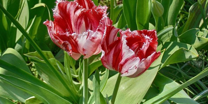 1280x960 Wallpaper,background,tulip,red and white,flower - free photo from