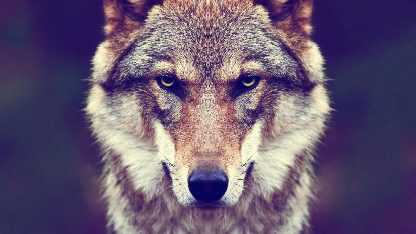 1920x1080 112 4K Ultra HD Wolf Wallpapers | Background Images