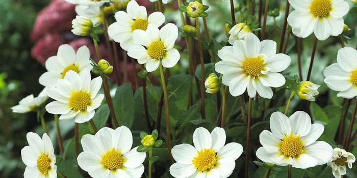 1920x1080 White Dahlia Bambino Flower Garden Plants White Petals Yellow Center