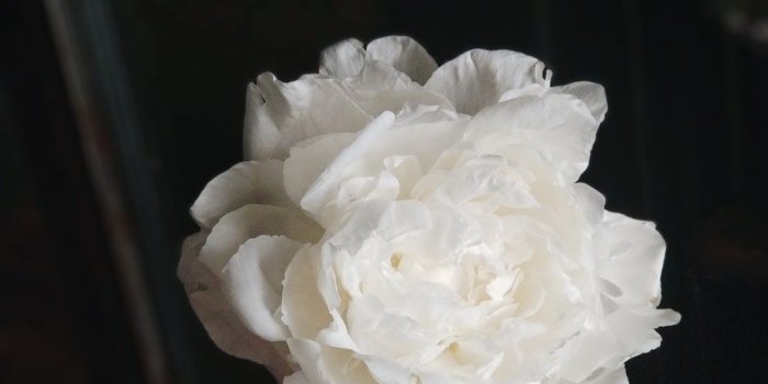 1080x1440 Most Beautiful 4k New White Flower Wallpapers For Desktop, - Garden