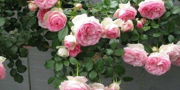 1024x768 Flower Garden White Rose - champsbahrain.com