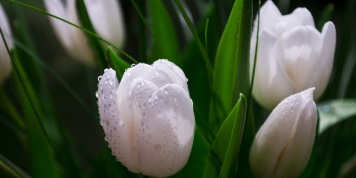 1920x1080 Group of Nature Flower Garden White