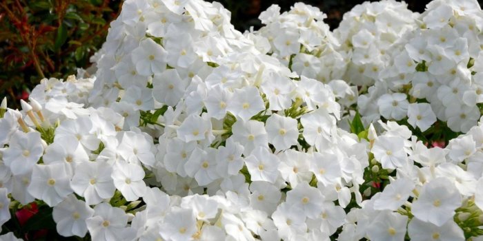 1200x750 Phlox Paniculata, Flower Garden, White, Hydrangea, Garden HD