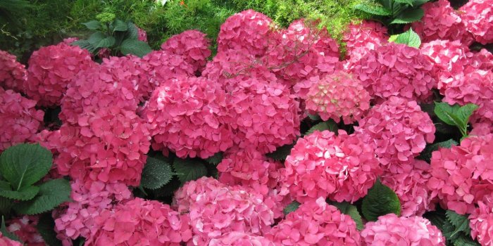 1366x768 Flower: Nature White Flowers Flower Garden Wallpapers Free Download