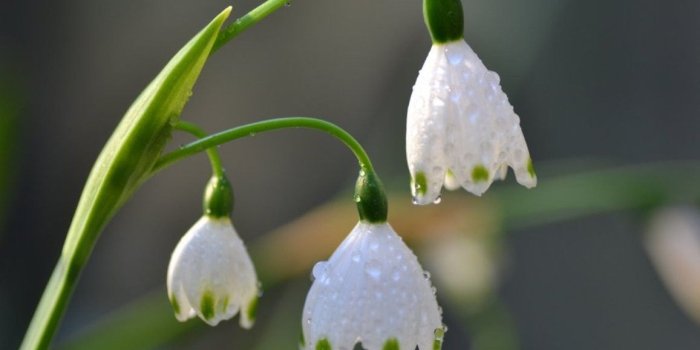 1157x772 Flowers: Snowdrops Drops Flowers White Flower Garden Wallpapers Free