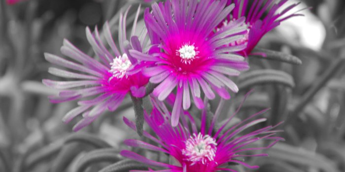 4608x3456 Flowers: Beautiful Purple Color Flowers Colored White Magic Nature