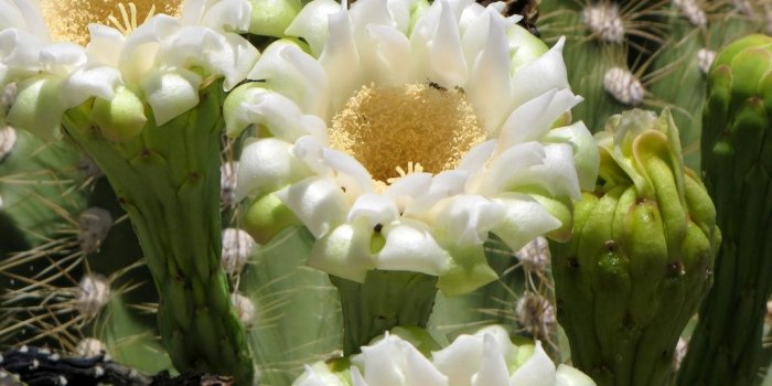1024x768 cactus flower garden plant pictures - Beautiful black and white