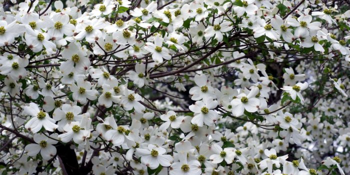 2048x1152 Dogwood Desktop Wallpaper - THIS Wallpaper